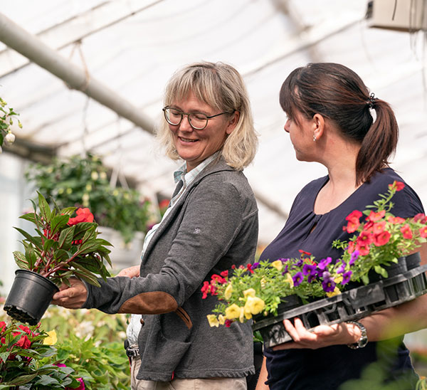 Beet-und Balkonpflanzen Beet-und Balkonpflanzen